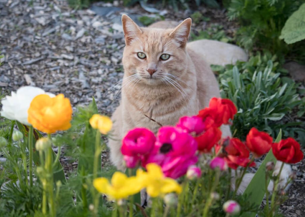 Keep Cats Out of Flower Beds