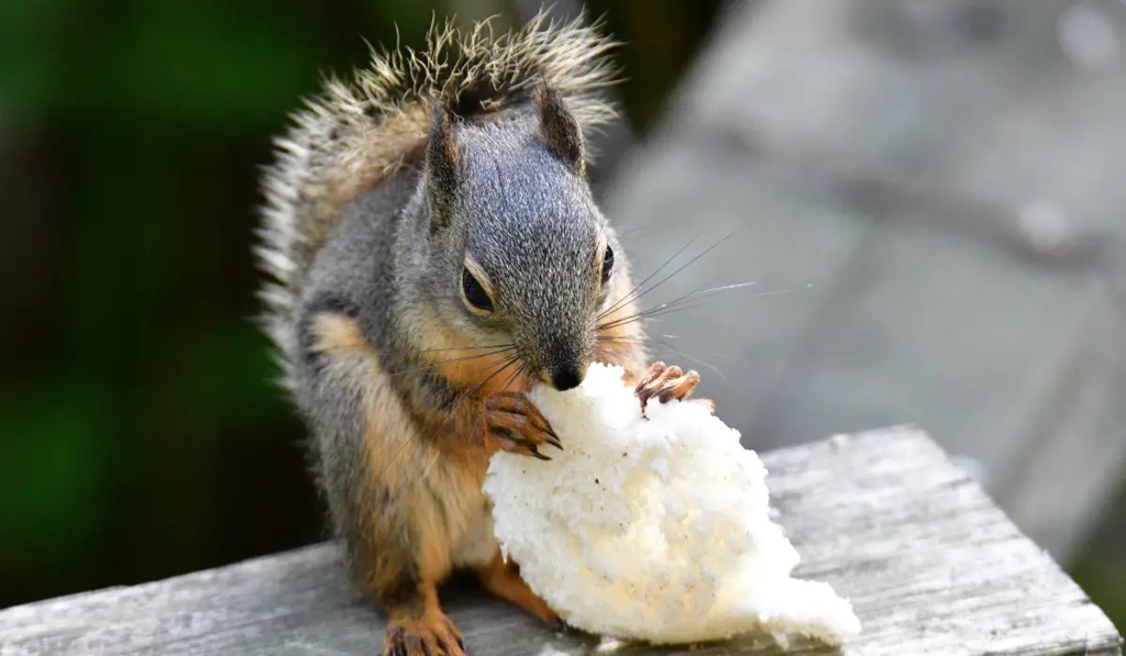 Tips for Feeding Bread to Squirrels