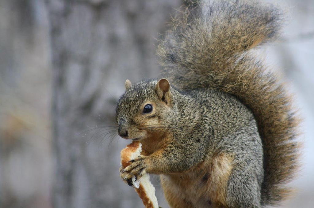 Squirrels Can Eat Bread in Moderation