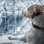 How can I make my dog happy on a rainy day?